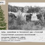 Зубры, привезённые из Беловежской пущи в Полесский государственный радиационно-экологический заповедник Хойникского района