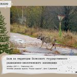 Волк на территории Полесского государственного радиационно-экологического заповедника