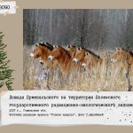 Лошади Пржевальского на территории Полесского государственного радиационно-экологического заповедника