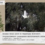 Большая белая цапля на территории Полесского государственного радиационно-экологического заповедника