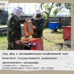 Сбор мёда в экспериментально-хозяйственной зоне Полесского государственного радиационно-экологического заповедника