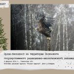 Орлан-белохвост на территории Полесского государственного радиационно-экологического заповедника